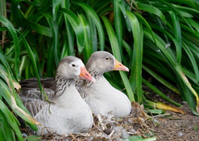 Two Ducks