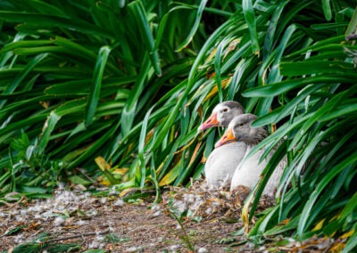 Two Ducks