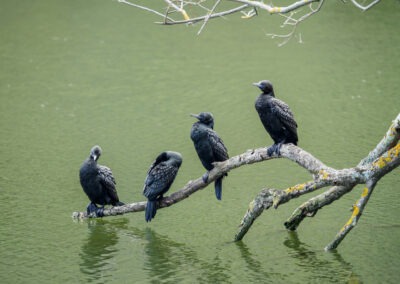 Birds on a Branch