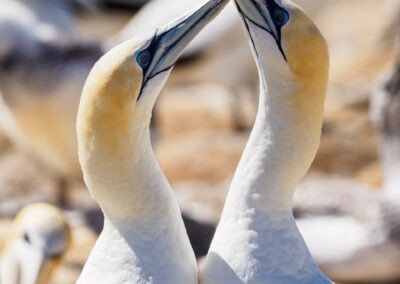 A couple for life, New Zealand