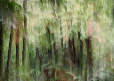 A very Kiwi ICM forest