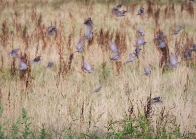 Birds in the paddock