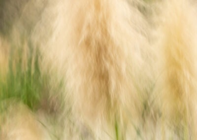 Pampas Grass icm