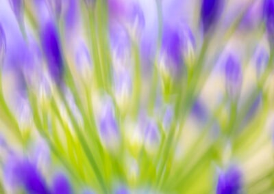 Agapanthus