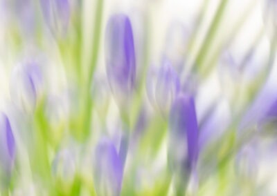 Agapanthus