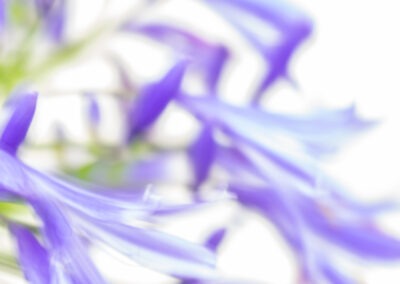 Agapanthus