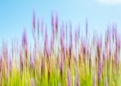 Lavender field