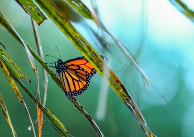 Monarch Butterfly