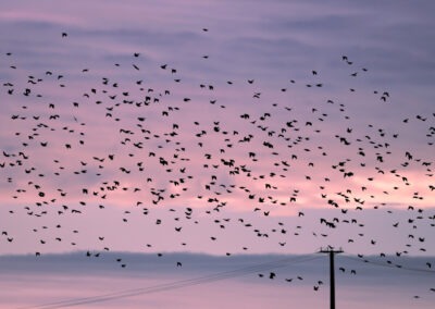 Murmuration at sunset