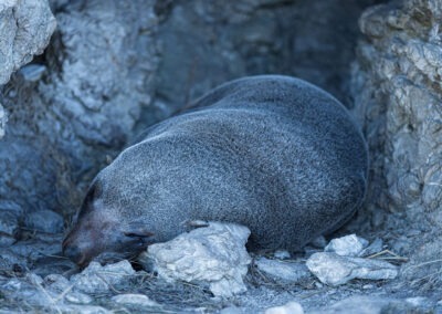 New Zealand Fur Seal