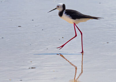 Pied Stilt, New Zealand