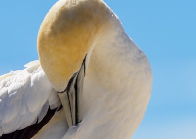 Preening Gannet