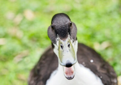 Quack!