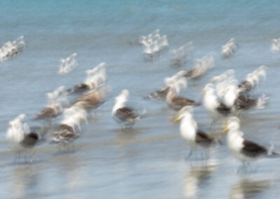 Seagulls at Foxton Beach, New Zealand