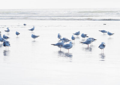 Hi Key Seagulls