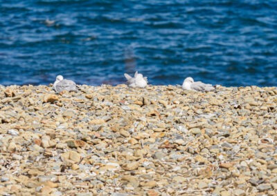 Seagulls on a stony beach