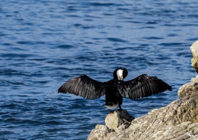 Shag drying its wings, New Zealand