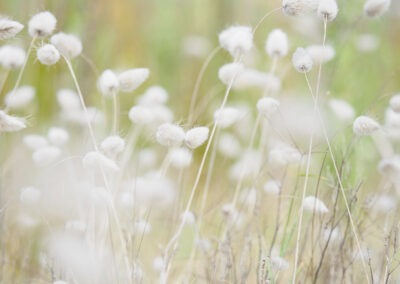 Soft as Cotton Grass