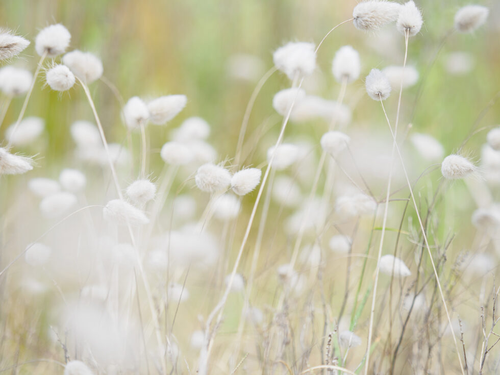 Soft as Cotton Grass