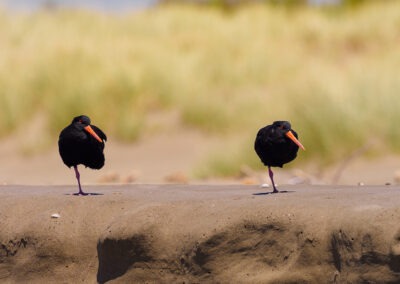 Two of a kind, New Zealand