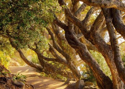 Wind blown trees at Mount Manganui, New Zealand